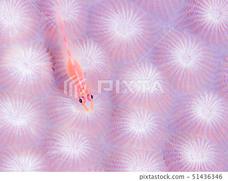 Akasuki giu mitake goby Akasuki giu mitake goby 51436346