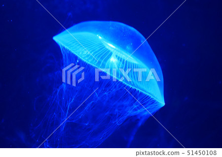 Landscape Aquarium Biology Aquatic jellyfish Jellyfish Space Oga Aquarium Akita Oga 51450108
