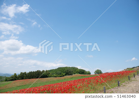 Blue sky and poppy Blue sky and poppy 51463040