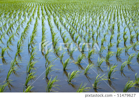 Seedlings of paddy field after planting rice fields 51479627