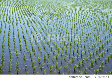 稻田幼苗在種植米領域以後 51479631