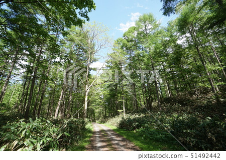 Shirata-san,Chuo-da,Sapporo City Chuo Line Forest Road Scenery Shirata-san,Chuo-da,Sapporo City Chuo Line Forest Road Scenery 51492442