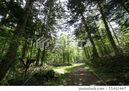 Shirata-san,Chuo-da,Sapporo City Chuo Line Forest Road Scenery Shirata-san,Chuo-da,Sapporo City Chuo Line Forest Road Scenery 51492447