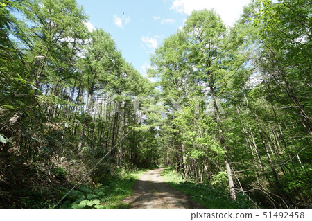 Shirata-san,Chuo-da,Sapporo City Chuo Line Forest Road Scenery Shirata-san,Chuo-da,Sapporo City Chuo Line Forest Road Scenery 51492458