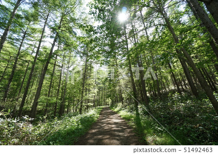 Shirata-san,Chuo-da,Sapporo City Chuo Line Forest Road Scenery Shirata-san,Chuo-da,Sapporo City Chuo Line Forest Road Scenery 51492463