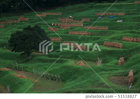 Rice terraces 51518827