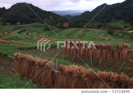 Rice terraces 51518840