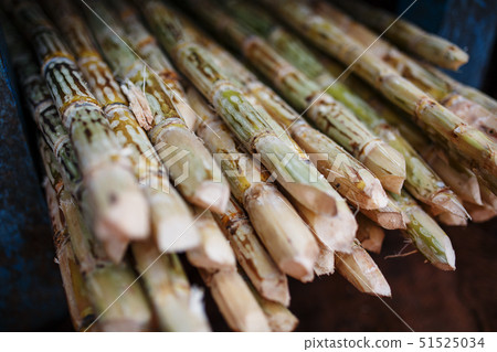 Sugar cane is a large pile before squeezing a 51525034