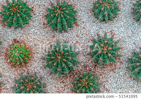 Green Cactus top view on rock garden Green Cactus top view on rock garden 51541095