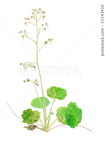 Saxifraga stolonifera Yukinoshita Saxifraga stolonifera Yukinoshita 51543410