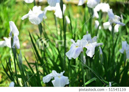 Ikeda City Suigetsu Park White Flower Chopsticks 51545139