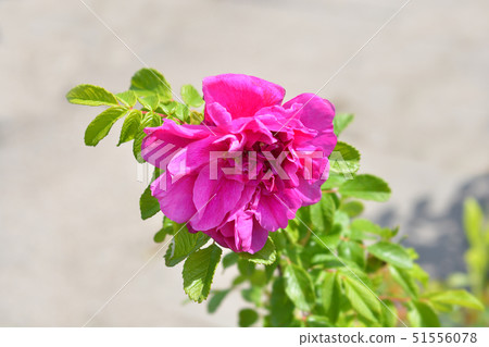 Rugosa rose Rugosa rose 51556078