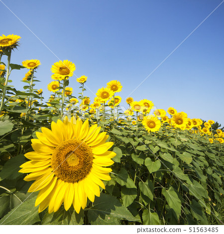 開花的夏天天空-2-向日葵開花的夏天風景 開花的夏天天空-2-向日葵開花的夏天風景 51563485