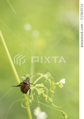 Insect, Golden worm-2-Golden worm flying to the balloon 51563513