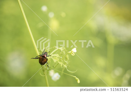 Insects, Golden insects, Golden insects flying to the balloon 51563524