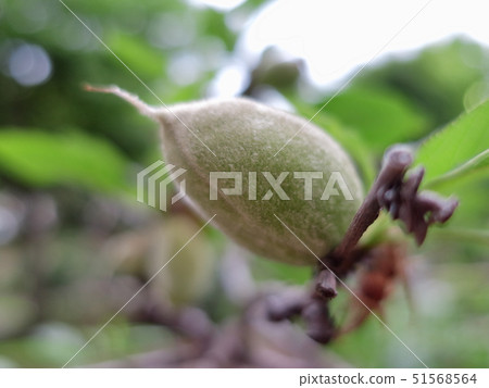 A young fruit (almond fruit) that is vividly growing by bathing in the morning sun in fresh green A young fruit (almond fruit) that is vividly growing by bathing in the morning sun in fresh green 51568564