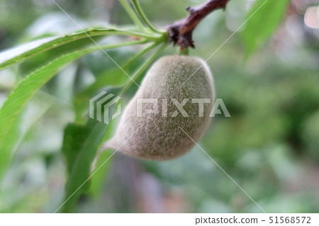 一種年輕的水果(杏仁水果),通過在清晨的陽光下沐浴在新鮮的綠色中生動地生長 一種年輕的水果(杏仁水果),通過在清晨的陽光下沐浴在新鮮的綠色中生動地生長 51568572