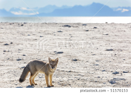 Fox in Patagonia Fox in Patagonia 51570153