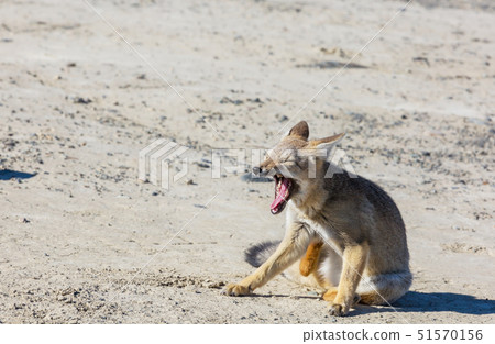 Fox in Patagonia 51570156