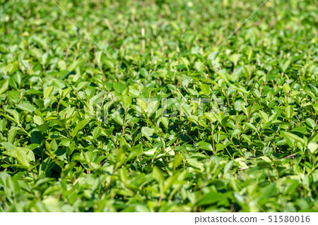 Green bushes with trimmed branches Green bushes with trimmed branches 51580016
