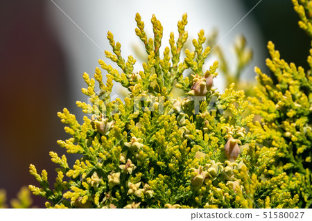 Green branches and young leaves of a thuja tree. Green branches and young leaves of a thuja tree. 51580027