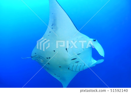 Manta of the tropical sea 51592140