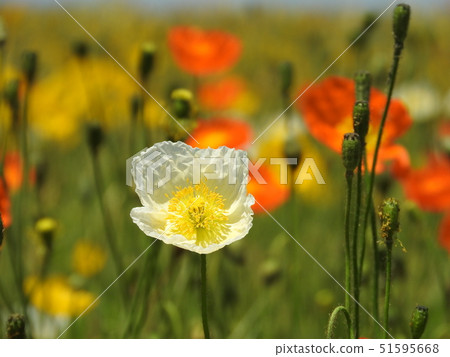 Poppy in full bloom Poppy in full bloom 51595668