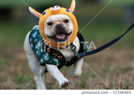 French Bulldog French Bulldog 51596469