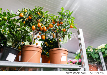 Many different plants in flower pots in flowers store. Garden center and wholesale supplier concept 51599792