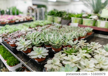 Garden center and wholesale supplier concept. Many different cacti in flower pots in flowers store Garden center and wholesale supplier concept. Many different cacti in flower pots in flowers store 51600979