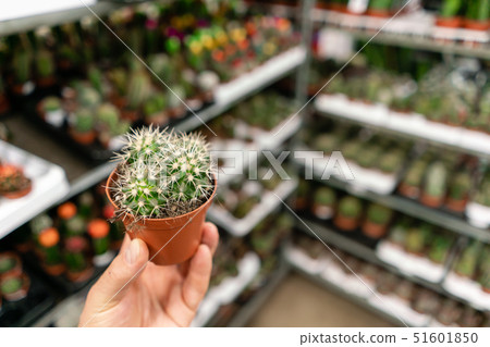 Garden center and wholesale supplier concept. Selective focus on cactus in pots in the hands of man Garden center and wholesale supplier concept. Selective focus on cactus in pots in the hands of man 51601850