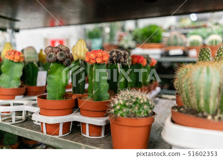 Garden center and wholesale supplier concept. Many different cacti in flower pots in flowers store 51602353