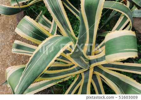 big agave in the botanical garden 51603009
