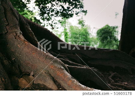 big roots of an old big tree big roots of an old big tree 51603178