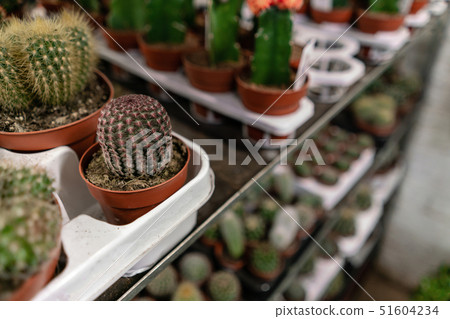 Garden center and wholesale supplier concept. Many different cacti in flower pots in flowers store Garden center and wholesale supplier concept. Many different cacti in flower pots in flowers store 51604234