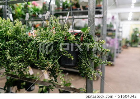 Many different plants in flower pots in flowers store. Garden center and wholesale supplier concept Many different plants in flower pots in flowers store. Garden center and wholesale supplier concept 51604342