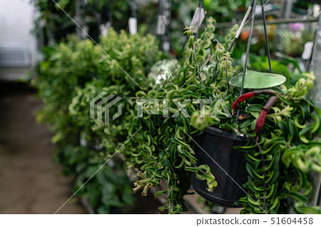 Many different plants in flower pots in flowers store. Garden center and wholesale supplier concept Many different plants in flower pots in flowers store. Garden center and wholesale supplier concept 51604458