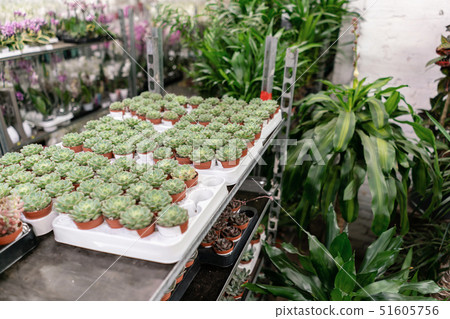 Garden center and wholesale supplier concept. Many different cacti in flower pots in flowers store Garden center and wholesale supplier concept. Many different cacti in flower pots in flowers store 51605756