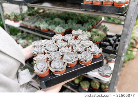 Garden center and wholesale supplier concept. Woman holding a box with plants in her hands. Buying Garden center and wholesale supplier concept. Woman holding a box with plants in her hands. Buying 51606877