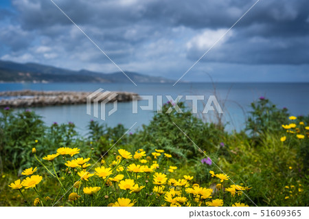 Yellow flowers on a meadow over Alykes Beach Yellow flowers on a meadow over Alykes Beach 51609365