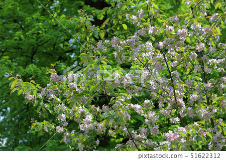 Spring flowering of apple tree Spring flowering of apple tree 51622312