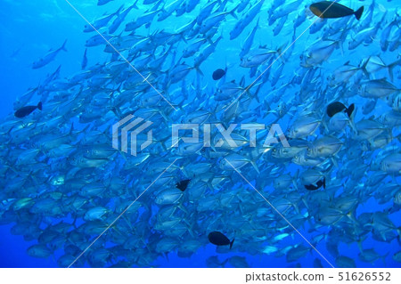 一群銀杏 51626552