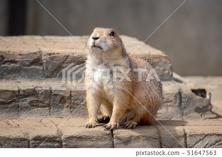 1 prairie dog 1 prairie dog 51647563