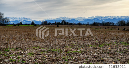 natural corn field in winter, stubbles in row, natural corn field in winter, stubbles in row, 51652911