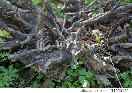 Tree roots on the lawn Tree roots on the lawn 51653113