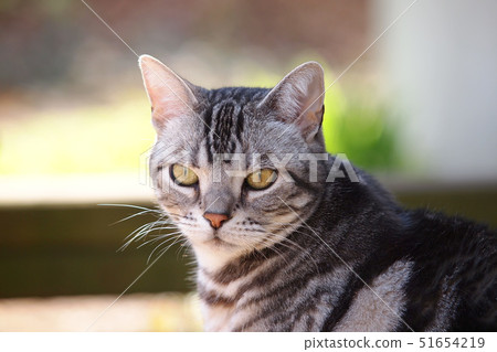 Relaxing cat face in the garden 51654219
