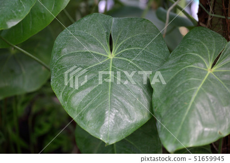Thick plant's leaf 51659945