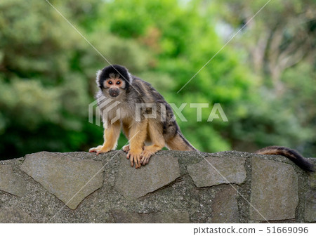 Squirrel monkey monkey child monkey 51669096