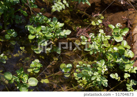 Dutch mustard 51704673