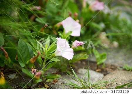 Roadside Hurgao 51733169